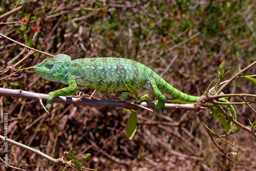 Madagaskar-Riesenchamäleon // Malagasy giant chameleon (Furcifer oustaleti)