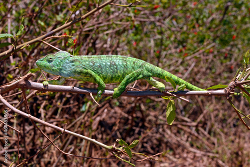 Malagasy giant chameleon // Madagaskar-Riesenchamäleon (Furcifer oustaleti)