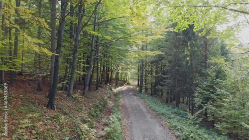 Inside forest autumn smooth slider fly in. Cinematic. 30 fps. Raw