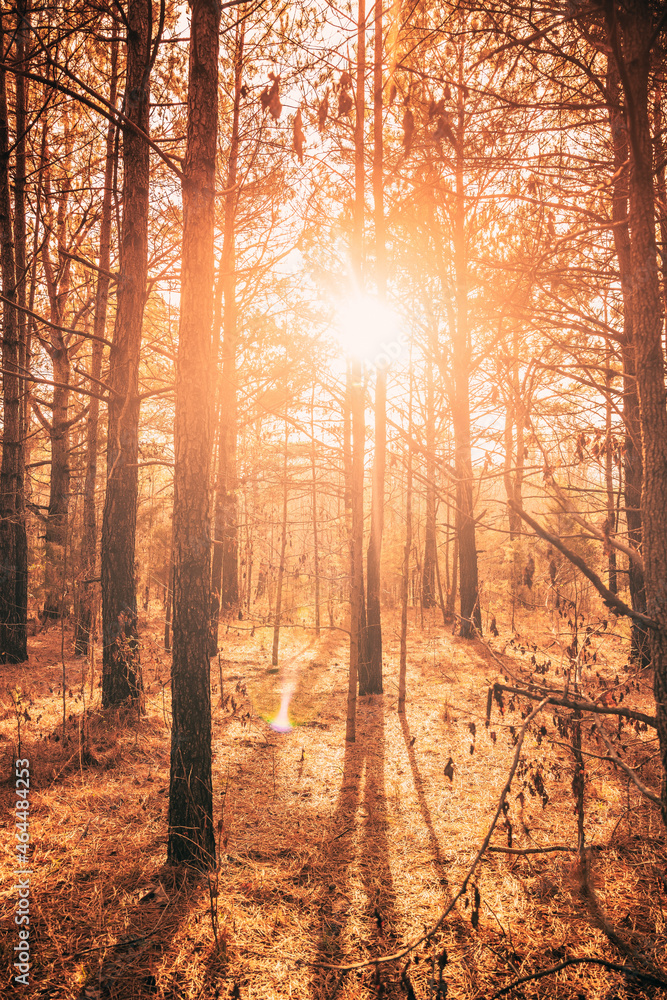 Fototapeta premium sunset in the forest
