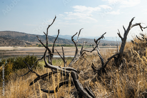 grass in the desert