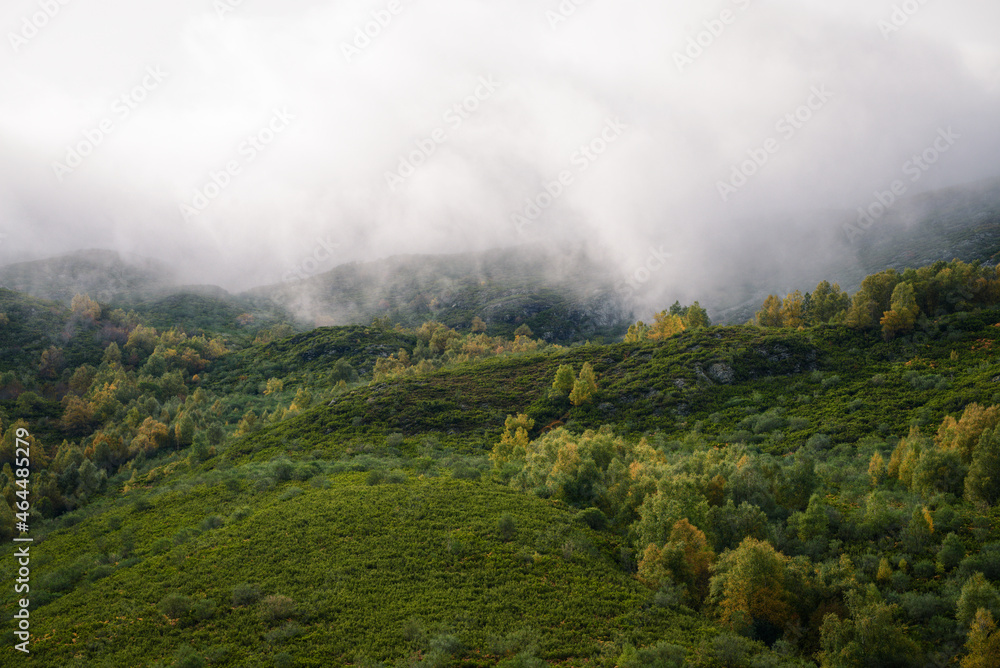 Fog over a hillside covered with heather and birch trees