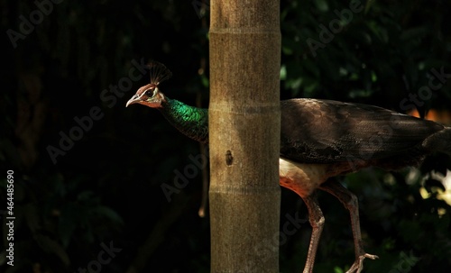 Peahen hiding a tree