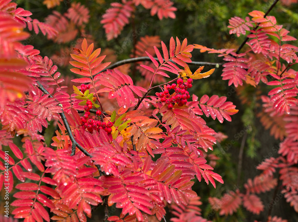 Colorful branches of mountain ash with red berries and water drops in fall Colorful branches of mountain ash with red berries and water drops in fall