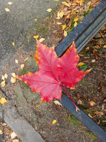 A lone maple leaf