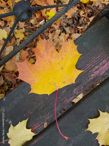 A lone maple leaf