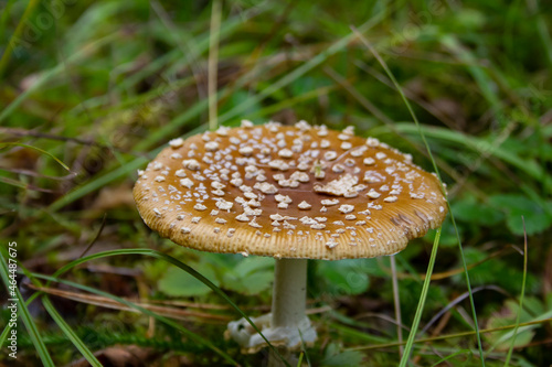 Poisonous mushroom Amanita pantherina. Poisonous mushroom Amanita pantherina in the forest. Causes fatal poisoning.