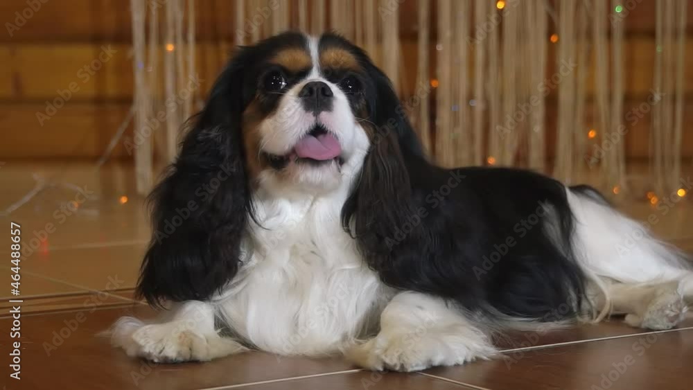 Cavalier King Charles Spaniel dog with flashing lights in the background. Cavalier King Charles Spaniel dog with flashing lights in the background.