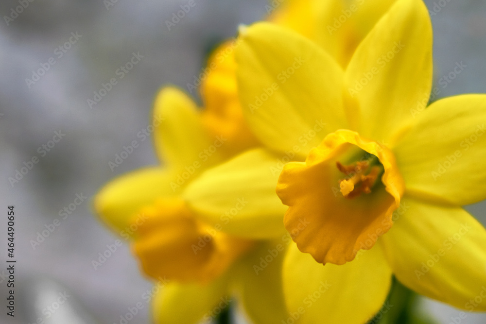 Yellow #7 Yellow #7