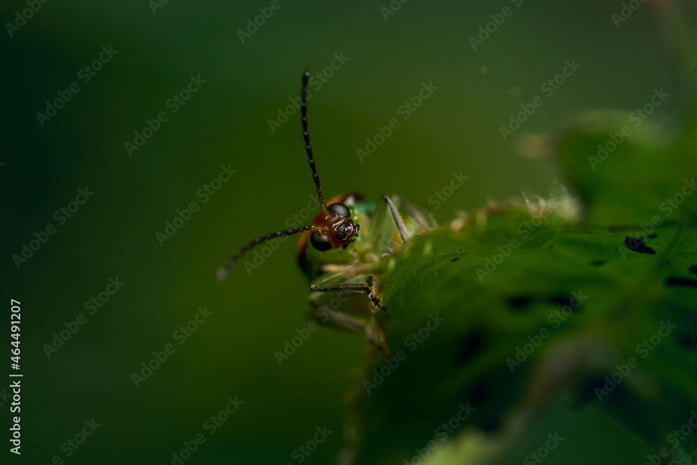 Details of a green ladybug among leaves and branches. Details of a green ladybug among leaves and branches.