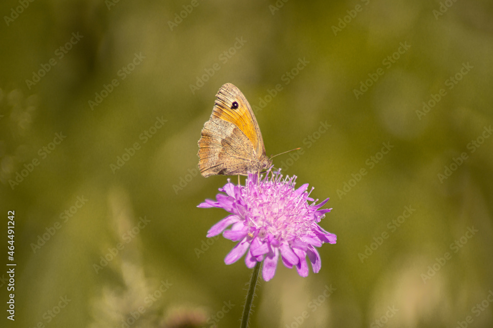 Obraz premium orange butterfly on violet flower