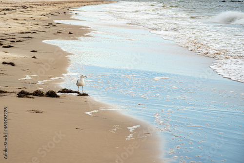 A watchfull gull stands still in the surf photo