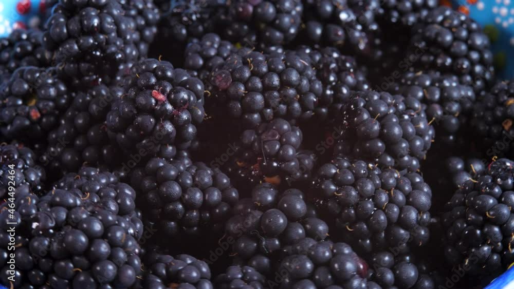Picked sweet ripe blackberry, juicy black berry. Organic fruit in blue bowl. Healthy eating, raw vegetarian food Picked sweet ripe blackberry, juicy black berry. Organic fruit in blue bowl. Healthy eating, raw vegetarian food