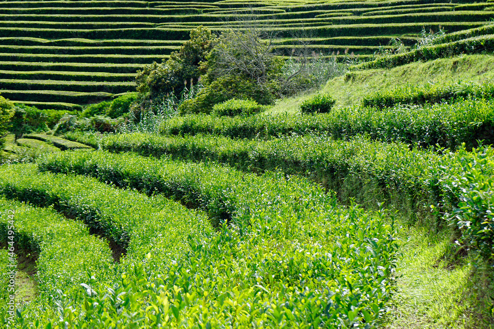 tea fields on the azores