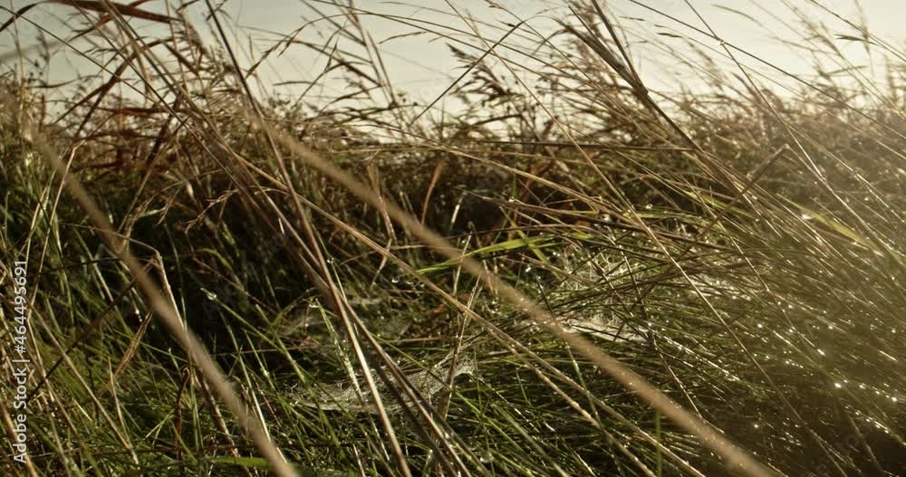 Looking through grass in the morning light Looking through grass in the morning light