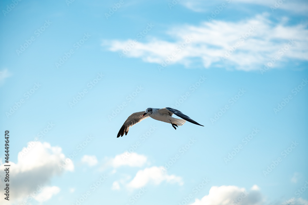 Laughing Gull getting fancy while hovering in the wind Laughing Gull getting fancy while hovering in the wind
