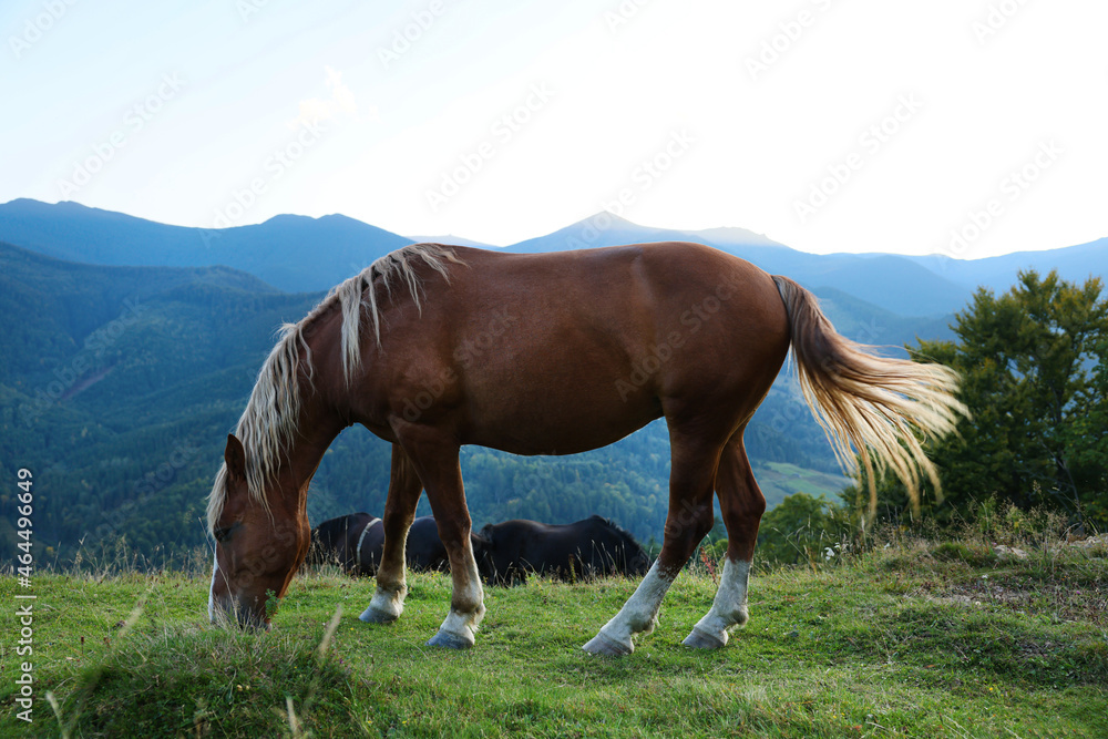 Beautiful horse grazing on meadow in mountains Beautiful horse grazing on meadow in mountains