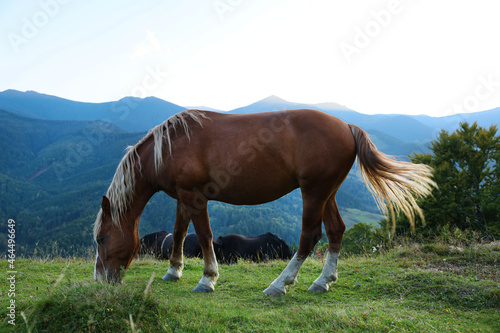 Beautiful horse grazing on meadow in mountains © New Africa