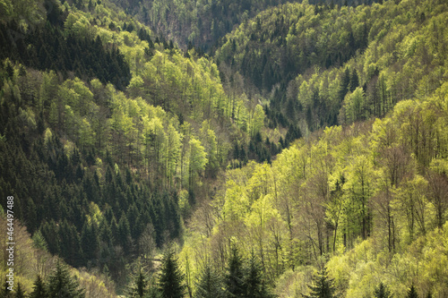 View at the forest from Jamniki, Slovenia © jakazvan