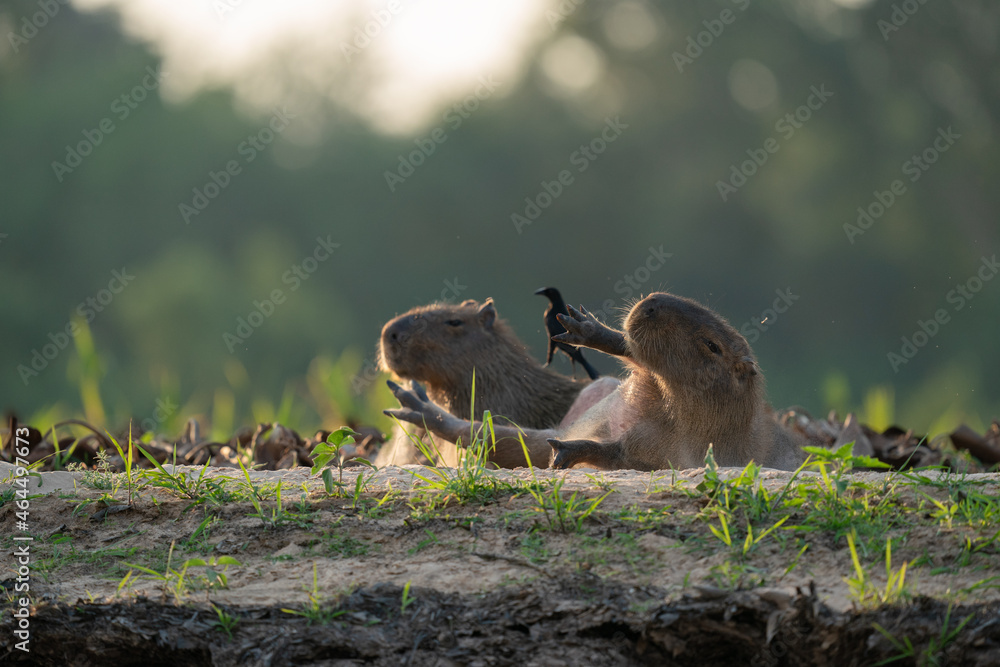 The capybara (Hydrochoerus hydrochaeris) The capybara (Hydrochoerus hydrochaeris)