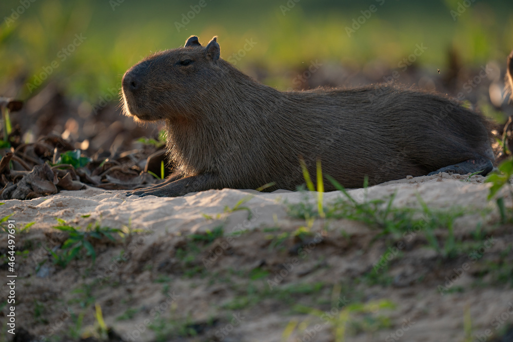 Fototapeta premium The capybara (Hydrochoerus hydrochaeris)