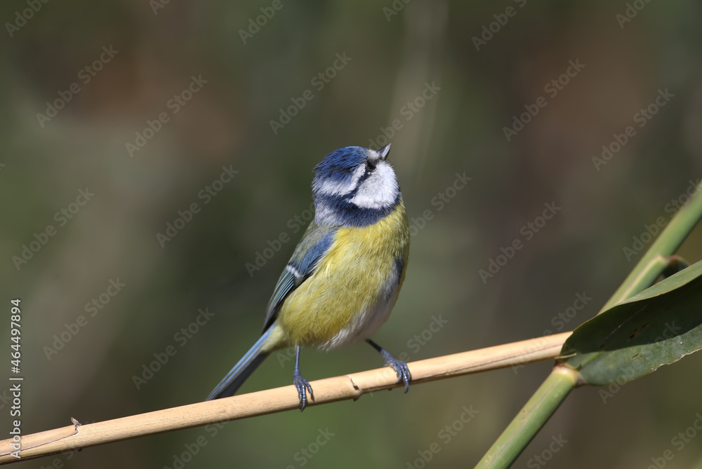 A close-up of an adult blue tit (Cyanistes caeruleus) in winter plumage sits on a branch against a beautiful blurred background. A close-up of an adult blue tit (Cyanistes caeruleus) in winter plumage sits on a branch against a beautiful blurred background.