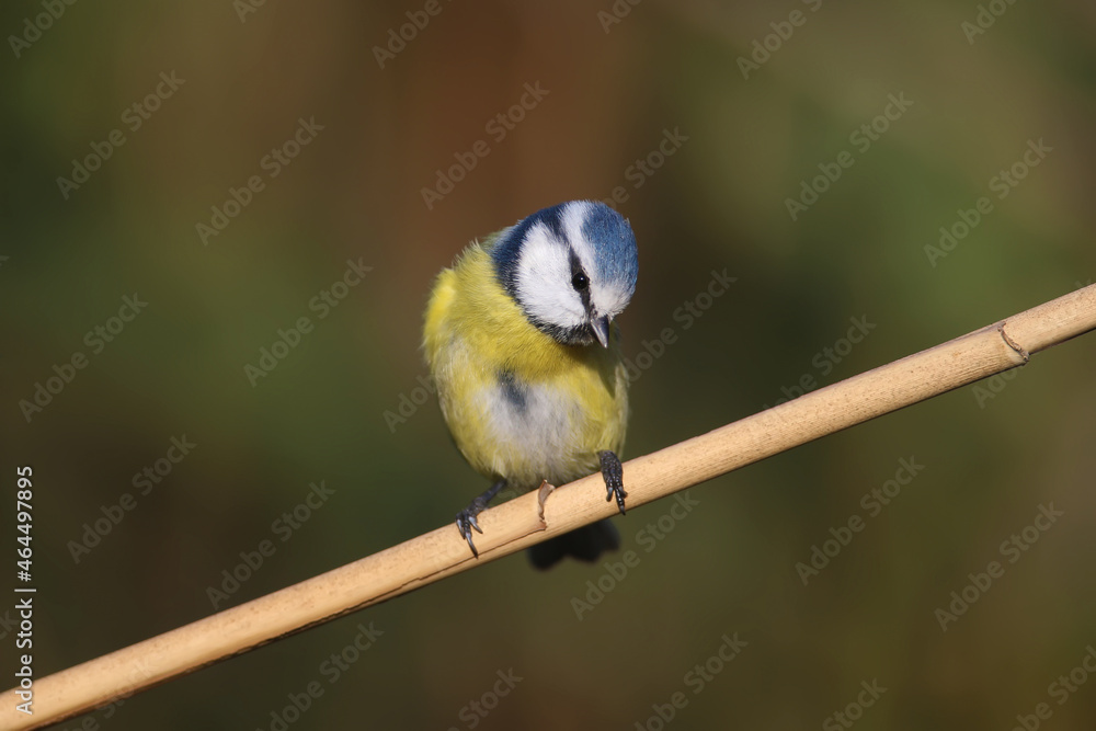 Obraz premium Close-up shot of Eurasian blue tit (Cyanistes caeruleus) sitting on a reed against a blurred uniform background. Soft morning light