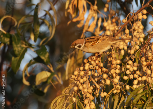 Several Eurasian tree sparrow (Passer montanus) eat Russian olive berries. Close-up photos taken in soft morning light. photo