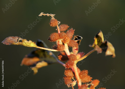 The dry thorny fruits of Bathurst burr (Xanthium spinosum) are shot close-up in the soft morning sun against a blurred background. It will be an unexpected gift. photo