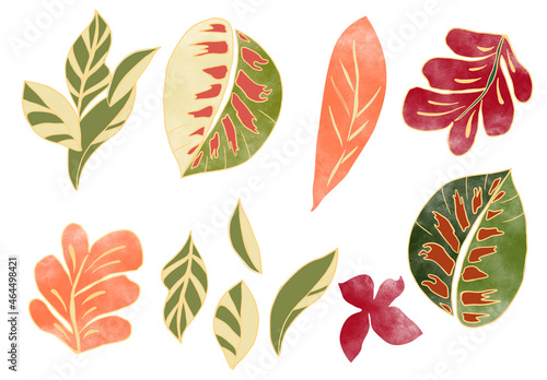 watercolor leaves outlined tropical set orange green red isolated elements garden colection white background botanical illustrated nature