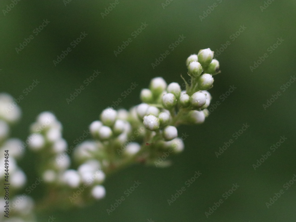 White buds on blurred green background White buds on blurred green background