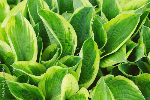 hosta plant close up  growing plant