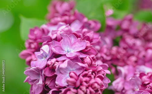 beautiful lilac flowers in a spring garden