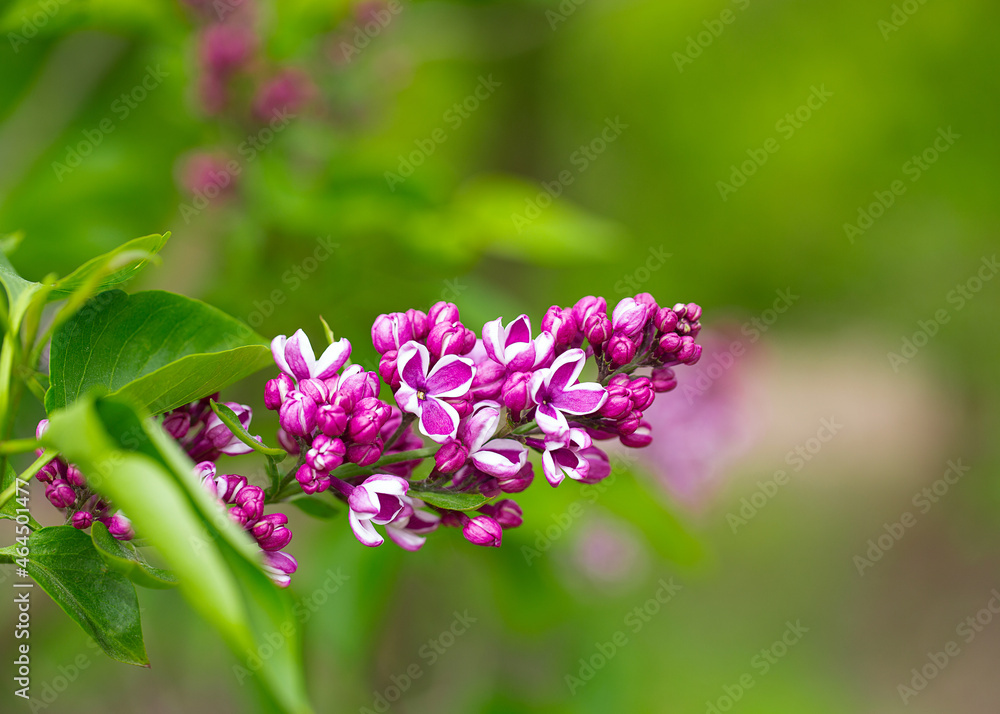 beautiful lilac flowers in a spring garden beautiful lilac flowers in a spring garden