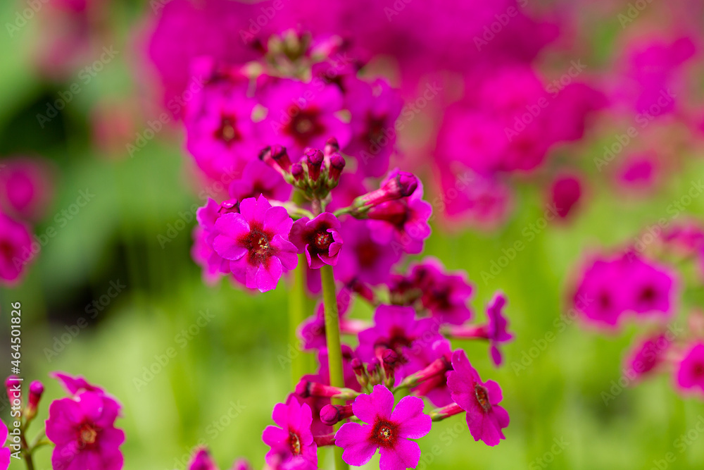Fototapeta premium pink primula growing in spring garden