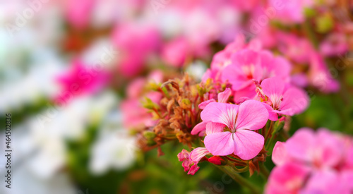pink flowers macro photo, selective focus, blurry background, wide banner © Laptinoff Juliette