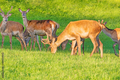 Rehe - Hirsche - Rotwild - Allgäu - Wiese - Rehbock