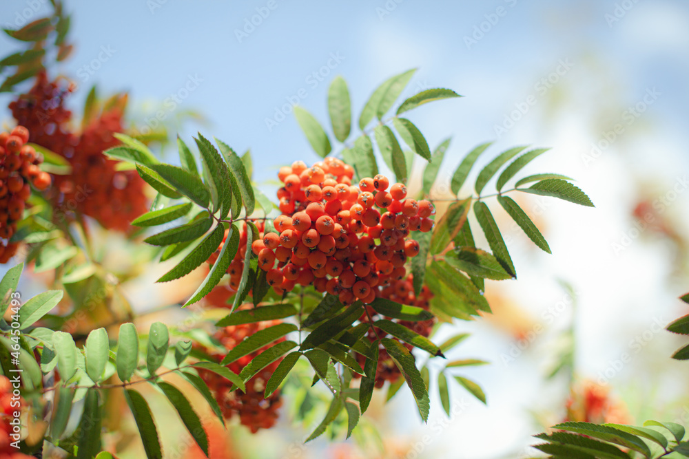 Mountain rowan red ash branch berries on blurred green background. Autumn harvest still life scene. Soft focus backdrop photography. Copy space. Mountain rowan red ash branch berries on blurred green background. Autumn harvest still life scene. Soft focus backdrop photography. Copy space.