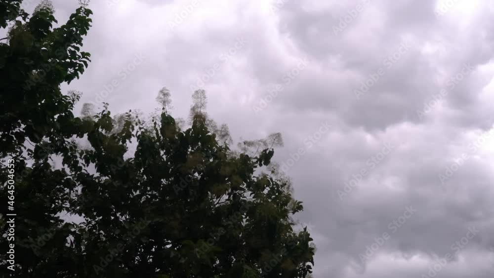 Branches of teak tree swaying by strong wind before rain, the stormy rain clouds moving in the sky in tropical rainy season. Branches of teak tree swaying by strong wind before rain, the stormy rain clouds moving in the sky in tropical rainy season.