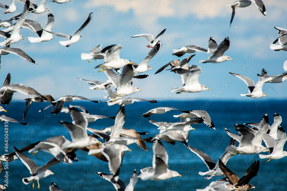 Obraz premium 北海道十勝、カモメの群れ