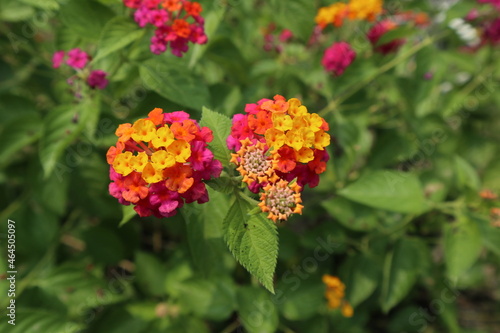 the beautiful Common Lantana flowers are blooming in spring.