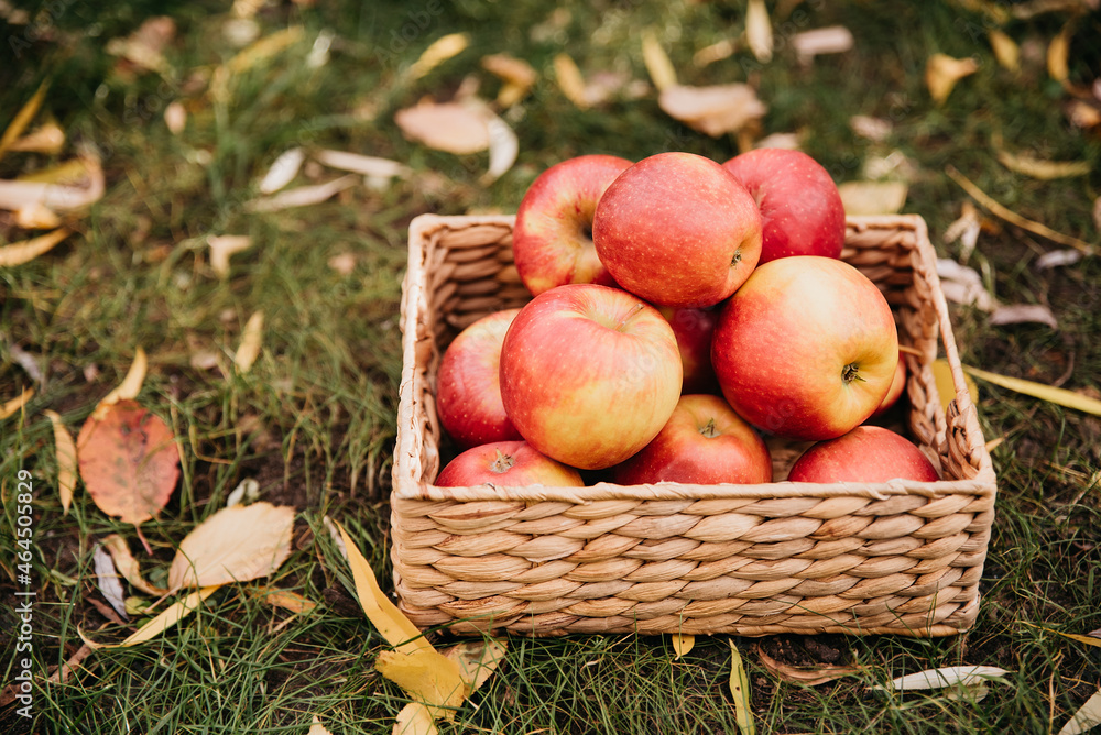 Apple harvest. Ripe red apples in basket on green grass Apple harvest. Ripe red apples in basket on green grass
