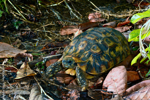 Glattrand-Gelenkschildkröte // Bell's hinge-back tortoise (Kinixys belliana) photo