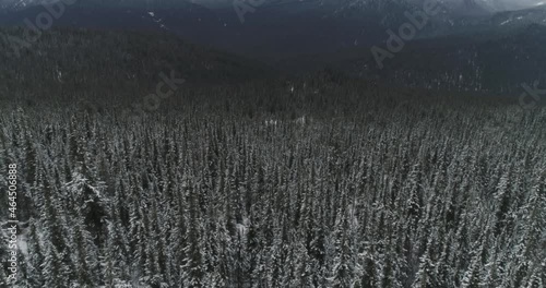 Flight over snow-covered fir trees inmountains in winter. New year christmas landscape. High quality 4k footage photo