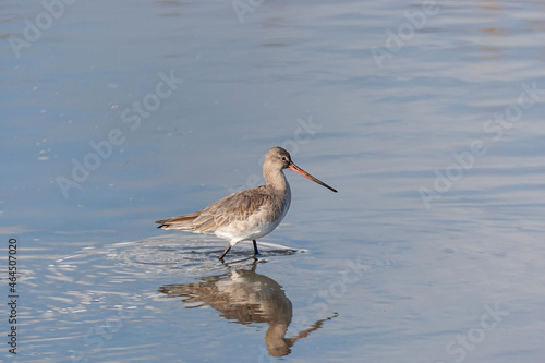 Bar-tailed Godwit (Limosa lapponica) perched in lake