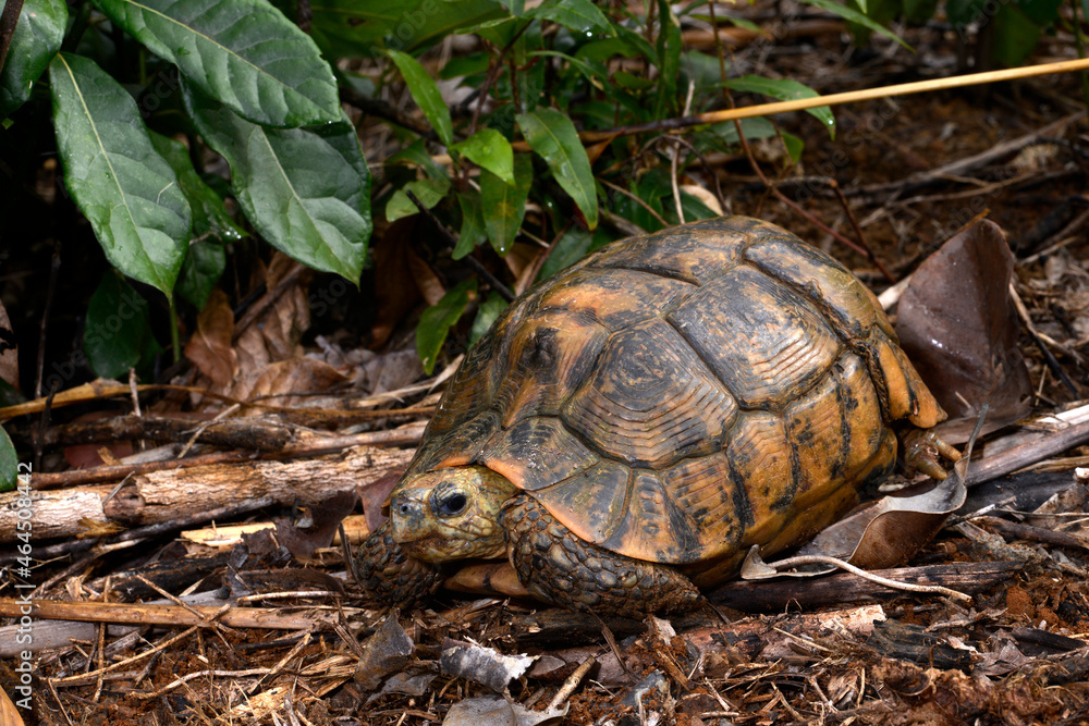 Bell's hinge-back tortoise // Glattrand-Gelenkschildkröte (Kinixys belliana) Bell's hinge-back tortoise // Glattrand-Gelenkschildkröte (Kinixys belliana)