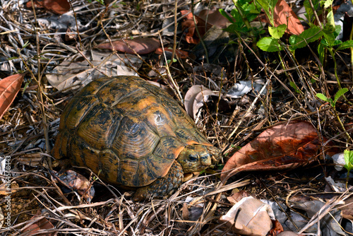 Glattrand-Gelenkschildkröte // Bell's hinge-back tortoise (Kinixys belliana) photo