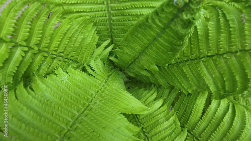 Rotating inside green fern leaves