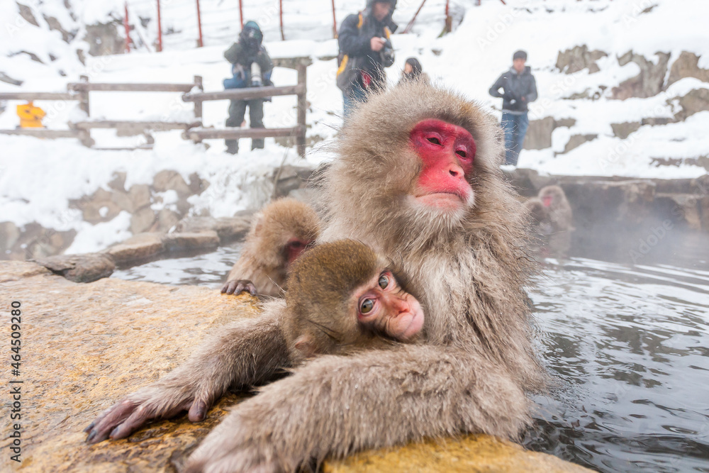 Naklejka premium Tourists taking photo of Snow monkeys in Jigokudani Monkey Park in Japan. Japanese macaques sitting in a hot spring.