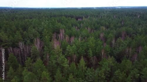 Flying over the green forest